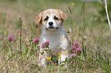 CORGI PEMBROKE 406